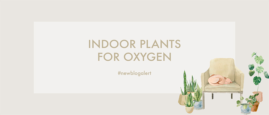 Indoor Plants for Oxygen