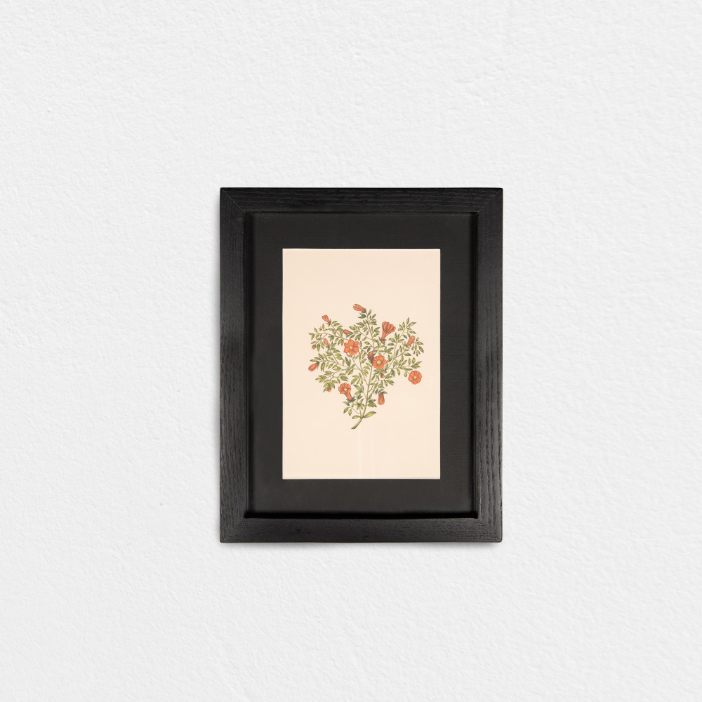 Trumpet Vine Reverie