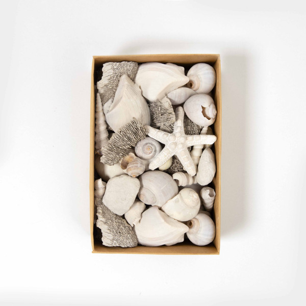 Pebble Shore Decorative Seashells-Large