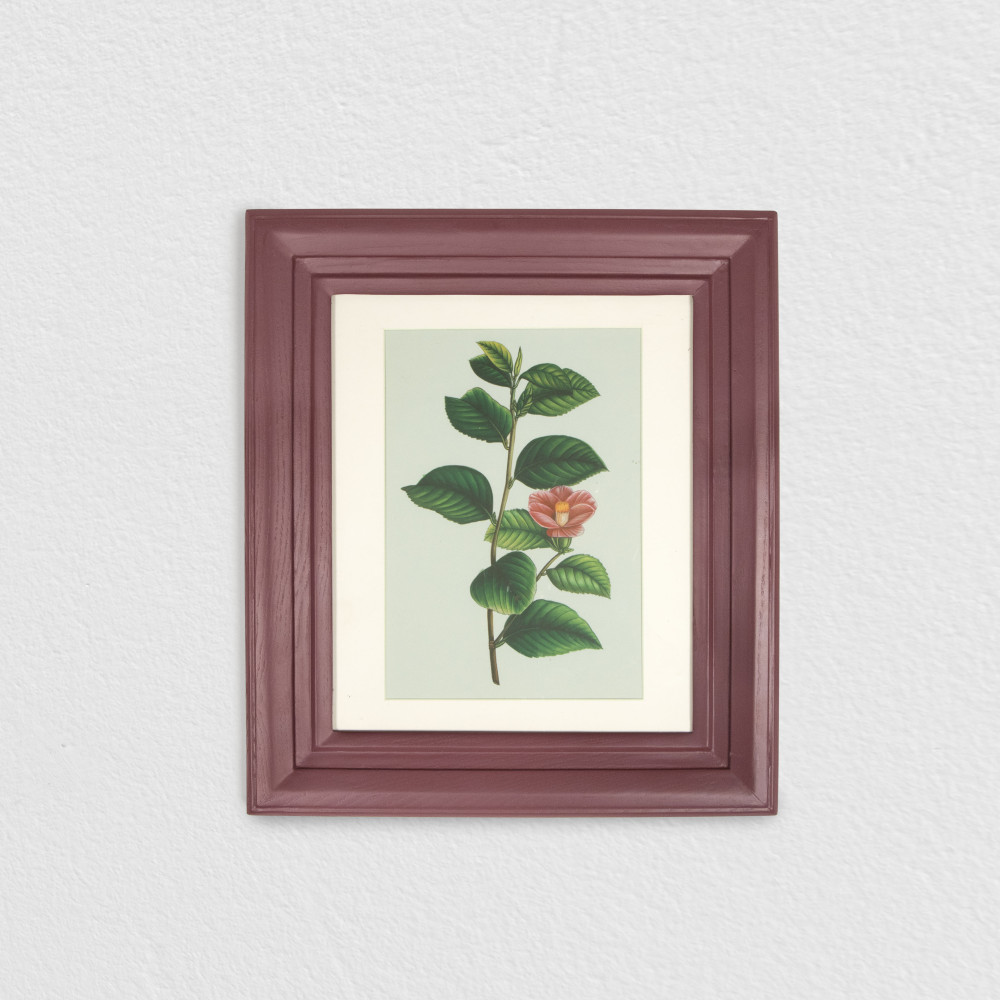 Camellia Bloom Miniature