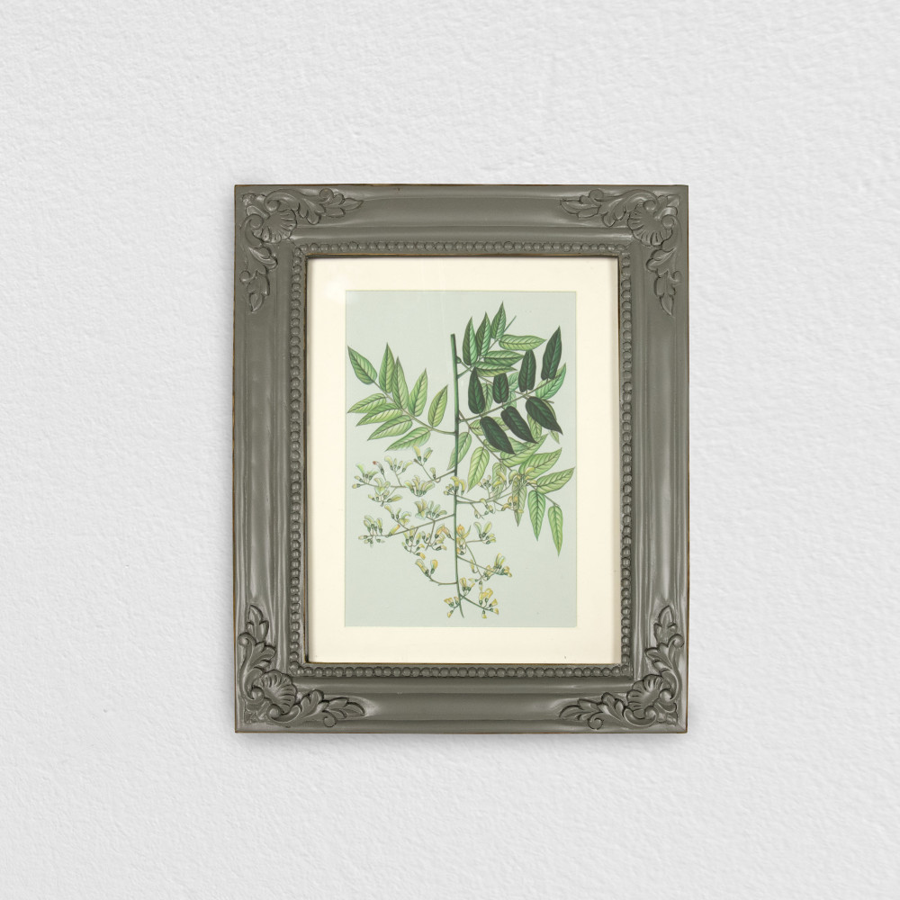 Persian Lilac in Bloom