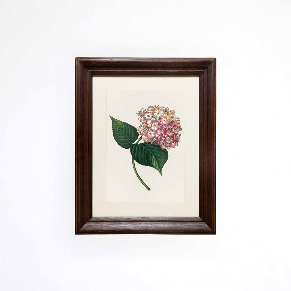 The Blooming Hydrangea Printed Artwork
