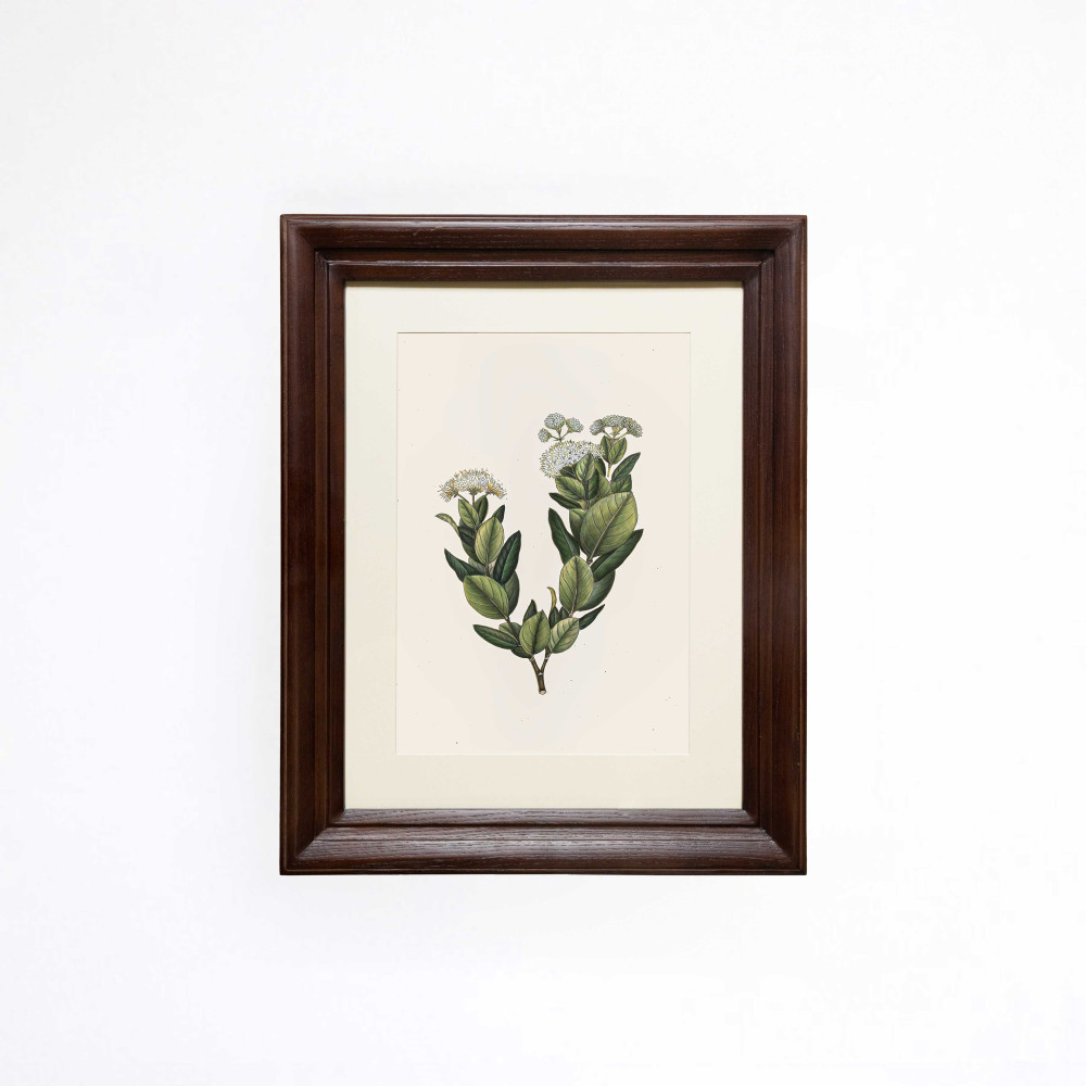 White Ixora Study Printed Artwork