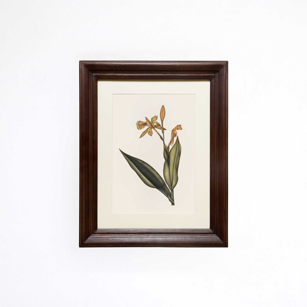 The Gilded Canna Printed Artwork