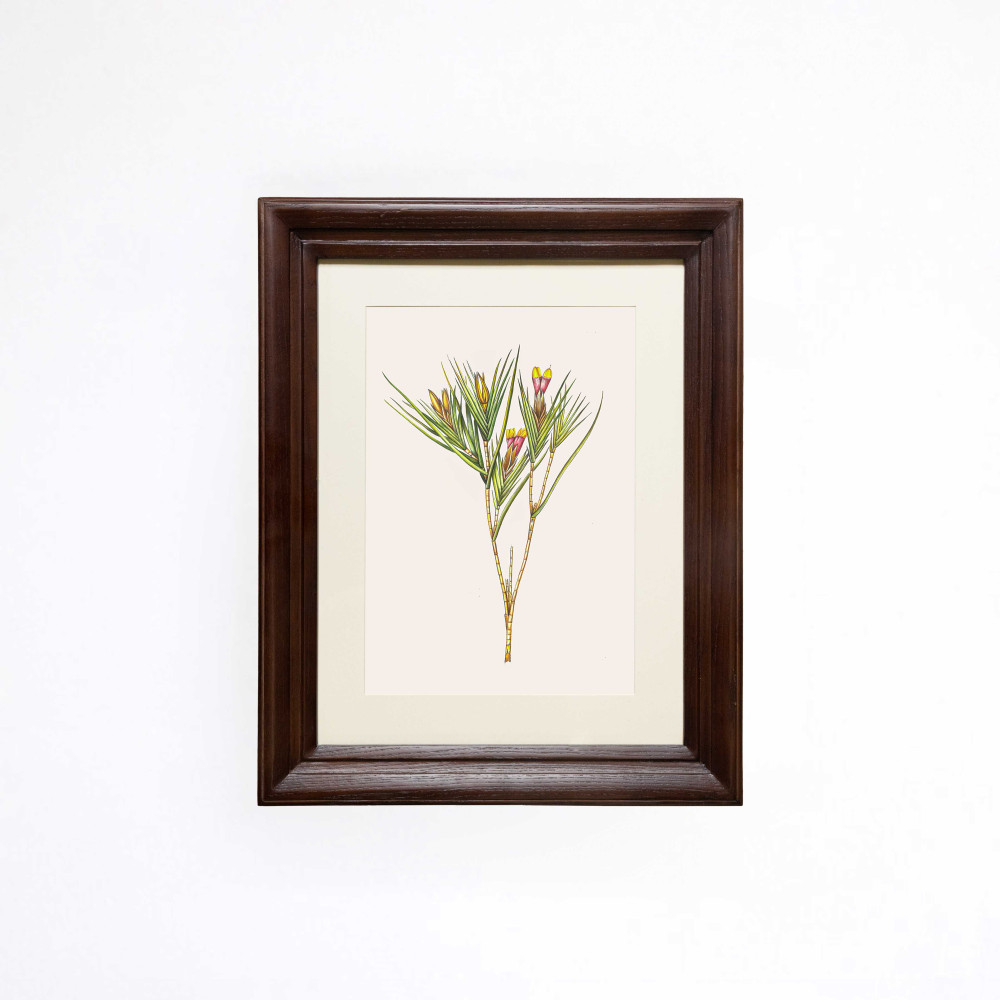 The Branching Witsenia Printed Artwork