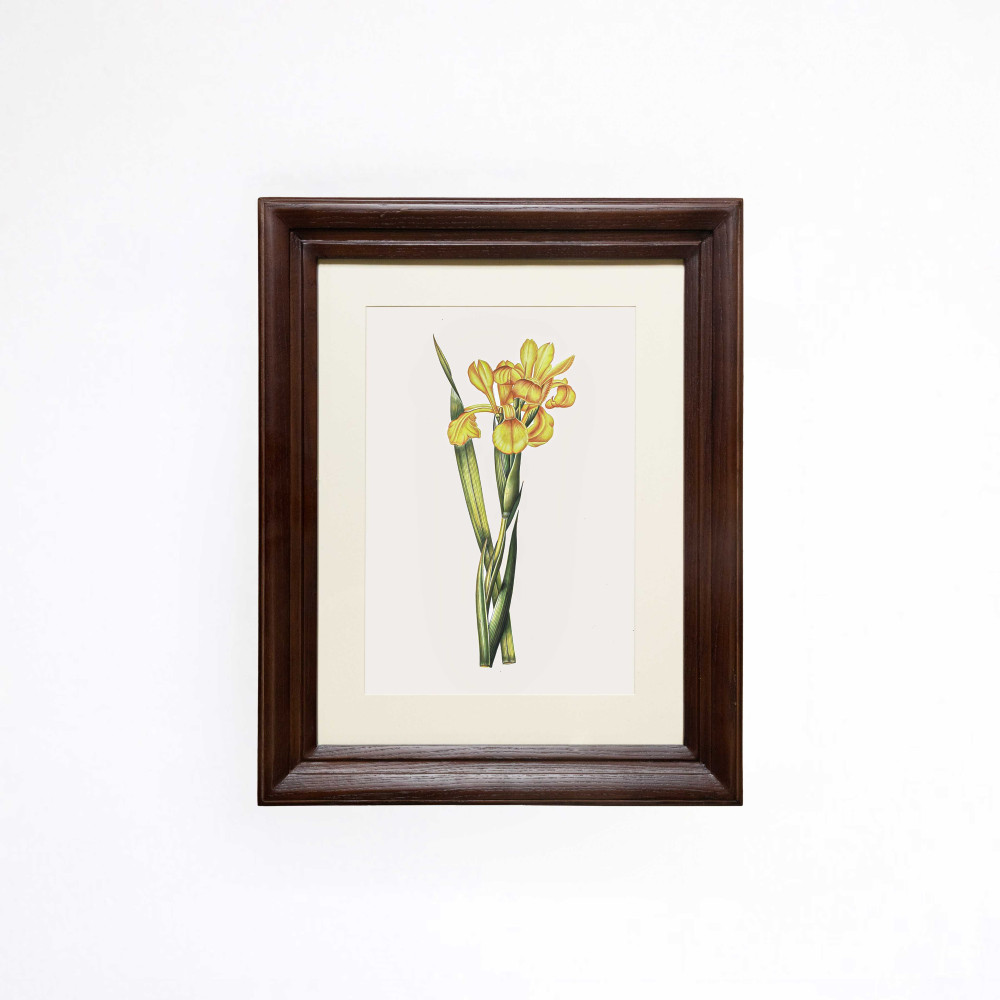 The Amber Spanish Iris Printed Artwork