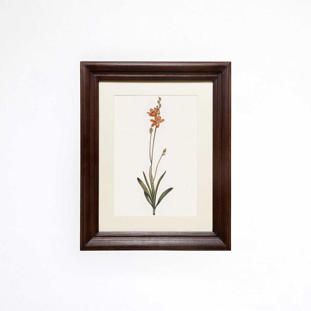 The Orange Corn Lily Printed Artwork