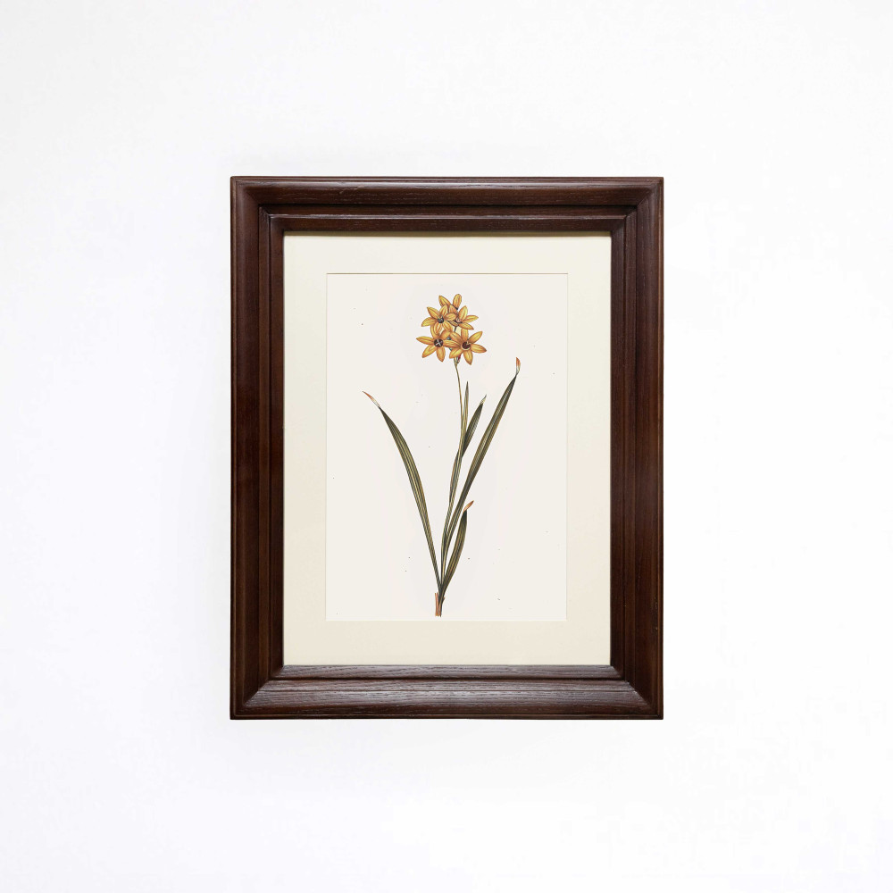 The Ochre Corn Lily Spire Printed Artwork