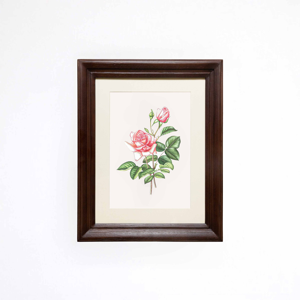 The Blush Tea Rose Printed Artwork