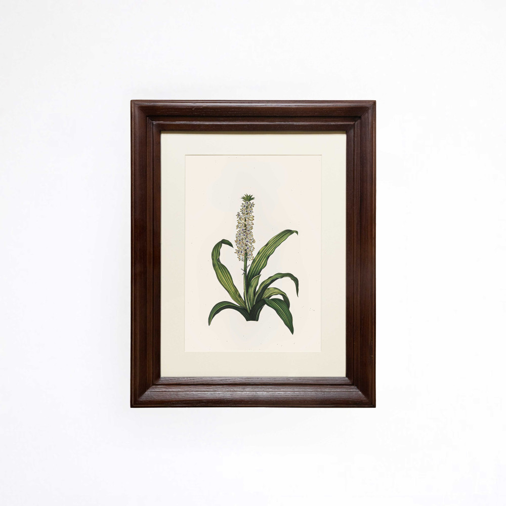 The Royal Pineapple Lily Printed Artwork
