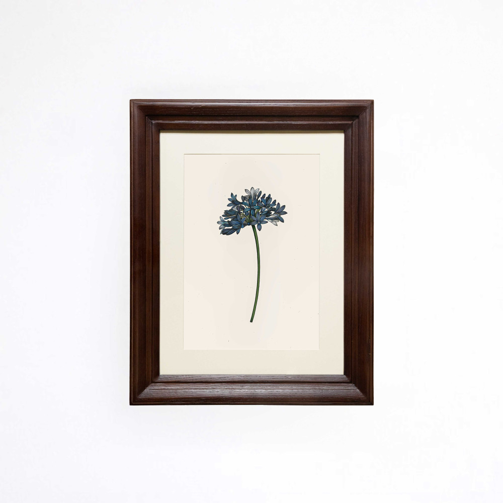 Lily of the Nile Printed Artwork