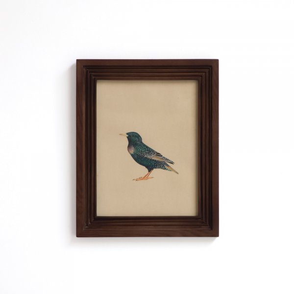 Savanna Starling Perched in Wood Frame