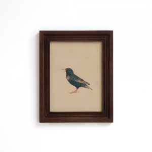 Savanna Starling Perched in Wood Frame