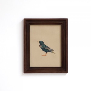Savanna Starling Perched in Wood Frame